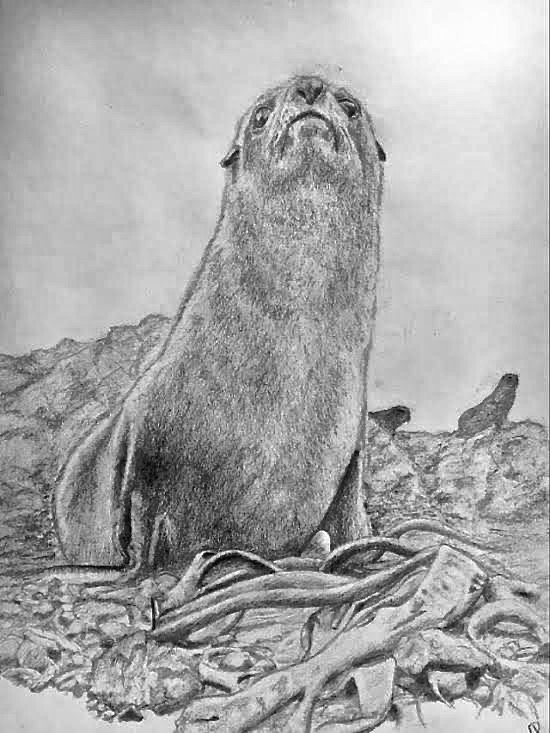 The Gallery – Cape Palliser